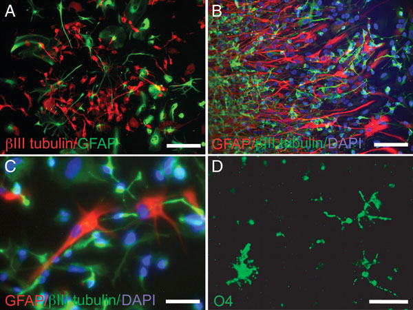 Images of labeled cells