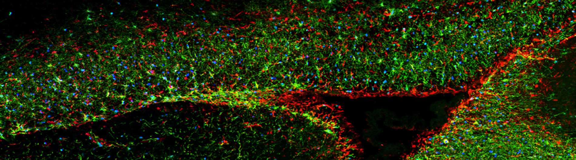 Goldman Research - Stained cells 1