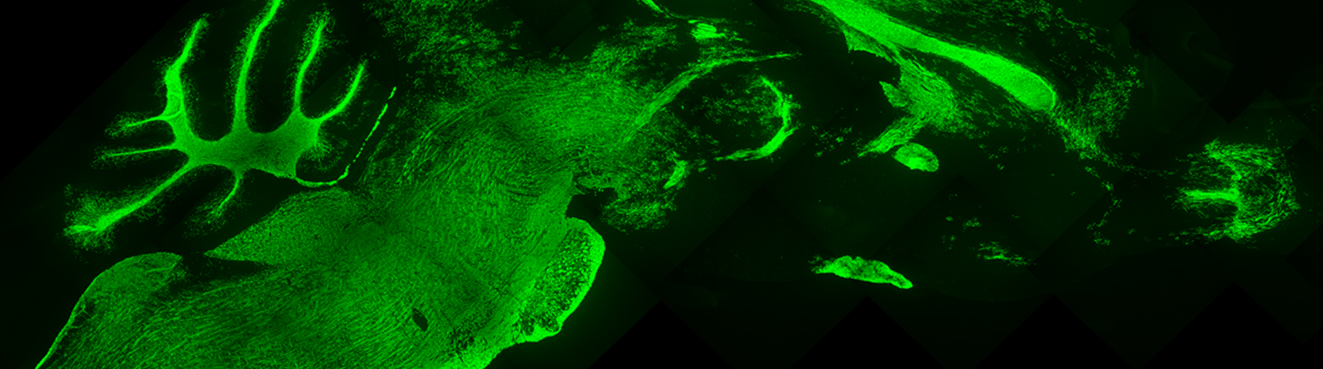 Goldman Research - Stained cells 2