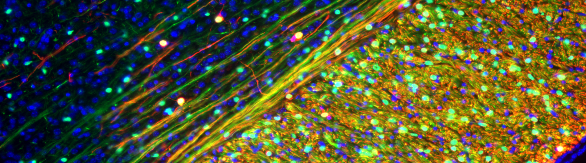 Goldman Research - Stained cells 3