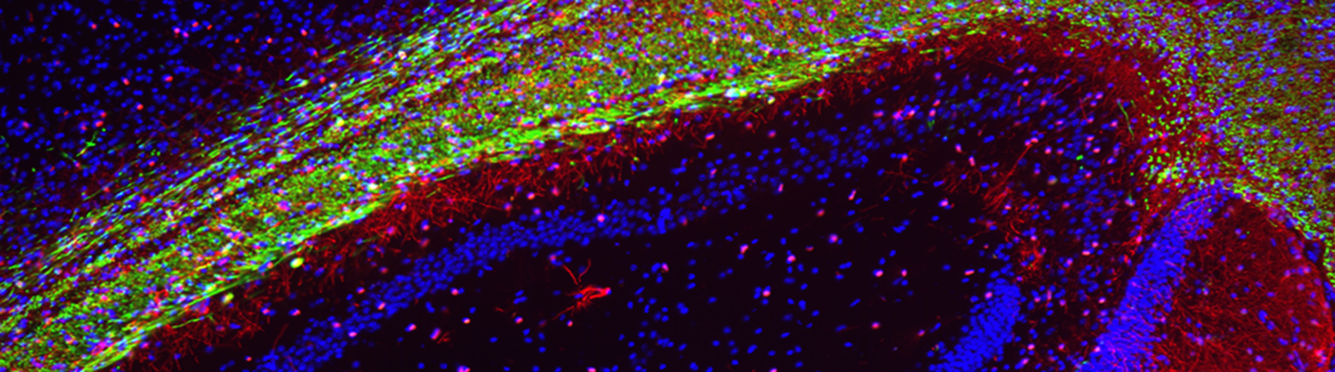 Goldman Research - Stained cells 5