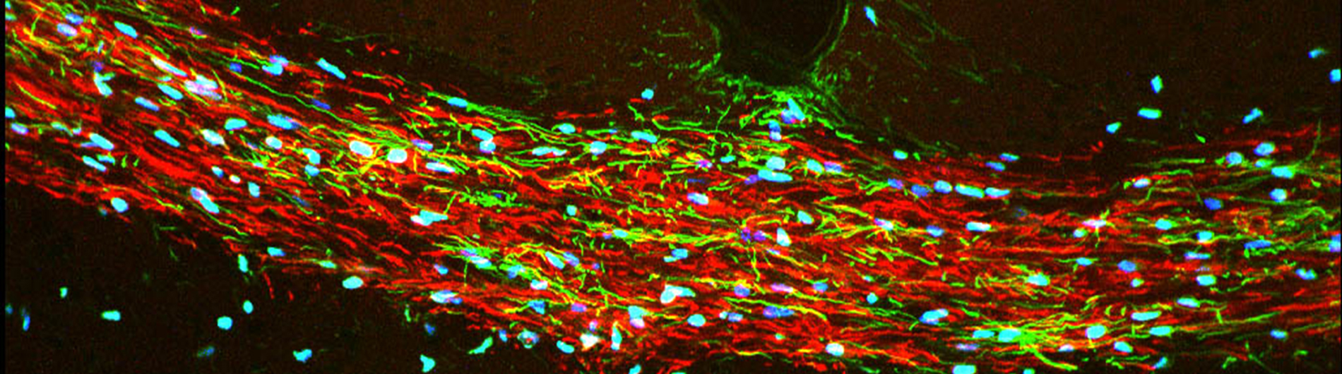 Goldman Research - Stained cells 6