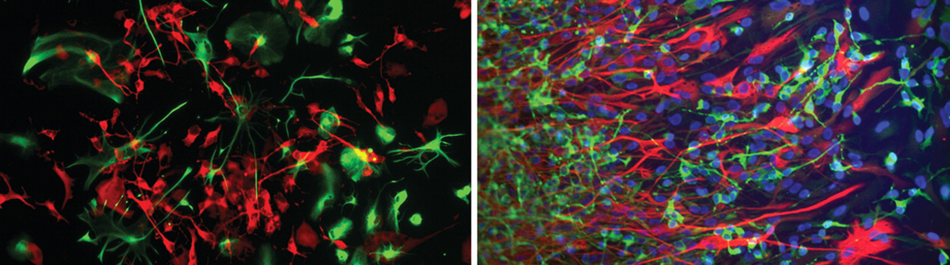 Goldman Research - Stained cells 7