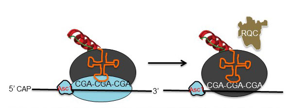 Model of translation through internal CGA codon repeats