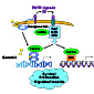 Role of Paxillin in Prostate Cancer Progression