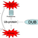 GSH and protein homeostasis