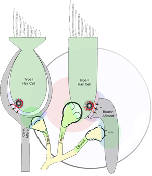 Hair Cell Figure