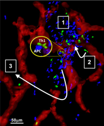 Cytokine chemokine-dependent cellular clustering