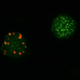 Regulation of Metabotropic Glutamate Receptor Signaling by the Post-Synaptic Scaffold Homer