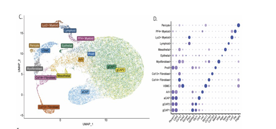 Role of Red Blood Cells in PAH