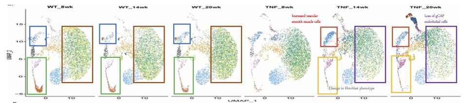 Shifts in fibroblasts