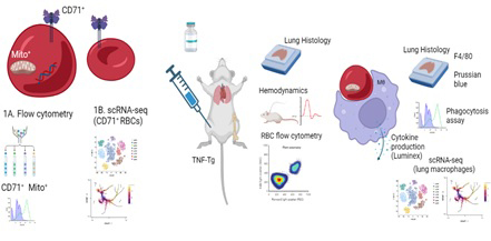 Test of red blood cell abnormalities' role in development of pulmonary arterial hypertension