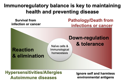 Descriptive figure of Immunotoxicology