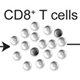 Impact of environmental exposures during early life development on immune responses later in life, and across generations