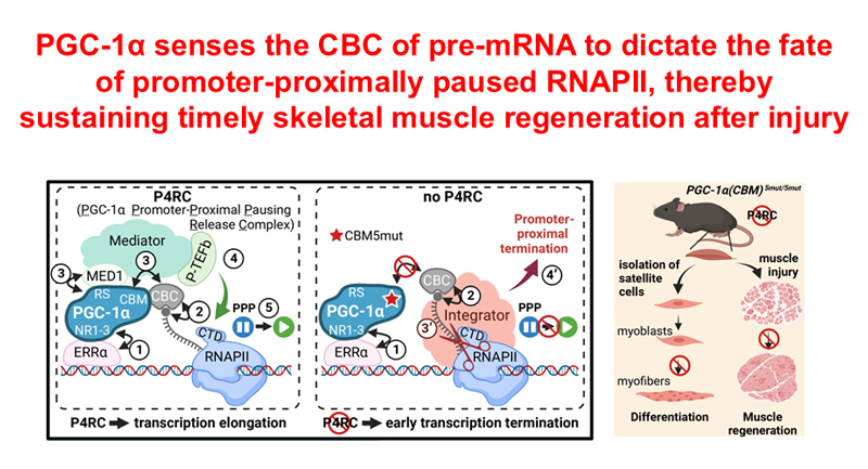 PGC-1α senses the CBC of pre-mRNA