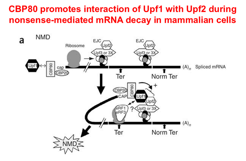 CBP80 promotes interaction of Upf1 with Upf2 during nonsense-mediated mRNA decay in mammalian cells