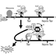 Studies on the nuclear cap-binding complex