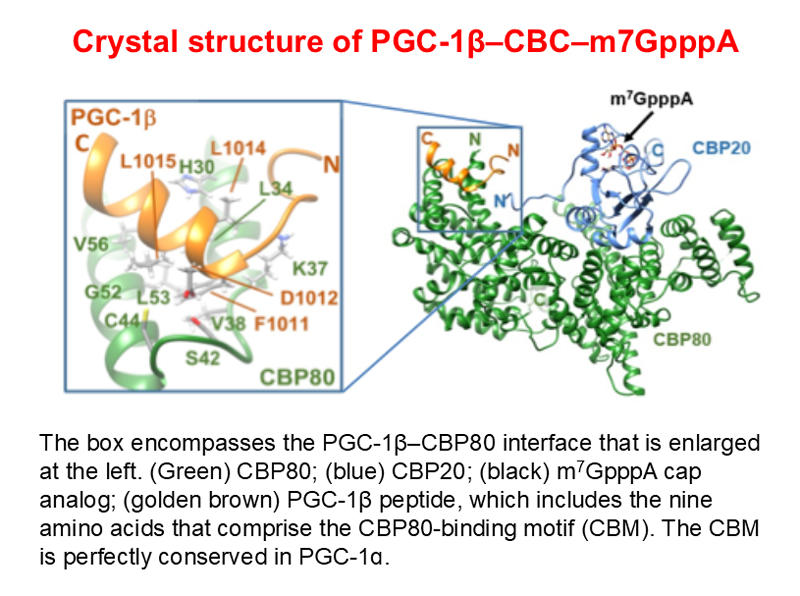 Crystal structure of PGC-1β–CBC–m7GpppA