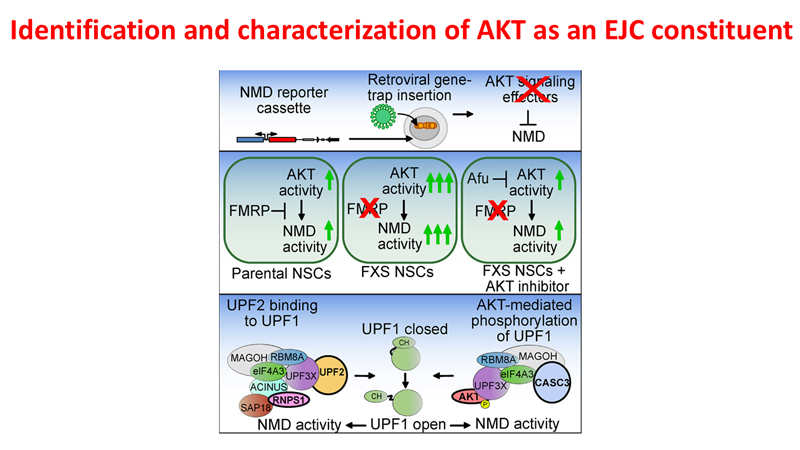 Identification and characterization of AKT as an EJC constituent