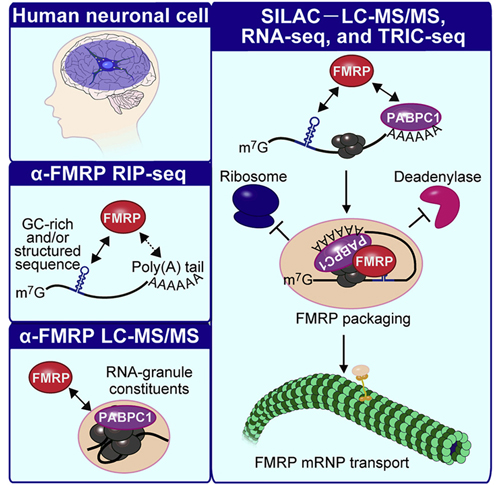 Identifying FMRP-binding sites and the mechanism by which FMRP represses mRNA translation