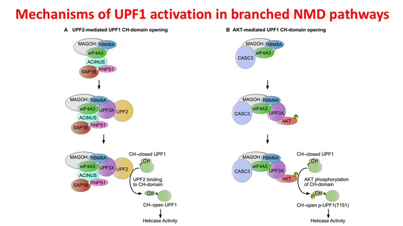 Mechanisms of UPF1 activation in branched NMD pathways