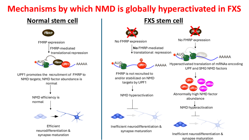 Mechanisms by which NMD is globally hyperactivated in FXS