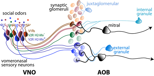 Illustration of the research conducted in Meeks Lab