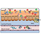 The Enteric Microbiome/Virome in HIV-Associated Neurocognitive Decline