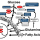 Viral Mechanisms of Metabolic Reprogramming