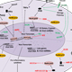 Viral Manipulation of Cellular Anti-viral Signaling