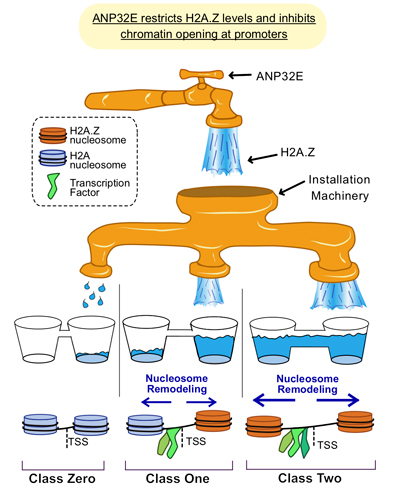 proliferation diagram