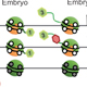 Epigenetic Regulation of Zebrafish Development