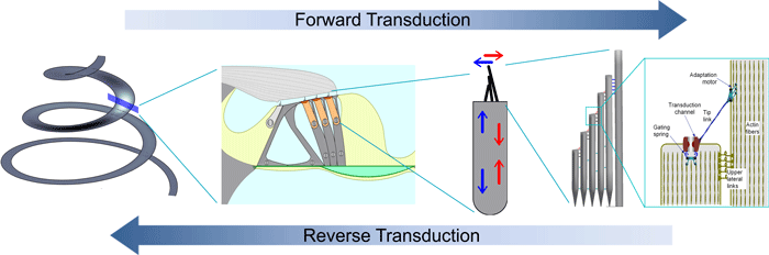 transduction