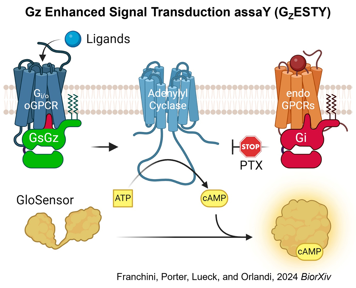 Gz Enhanced Signal Transduction assaY Diagram