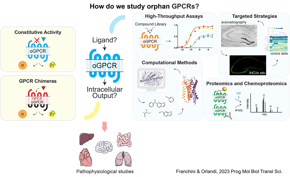 How do we study orphan GPCRs? Diagram