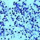 Assembly of the mycobacterial peptidoglycan