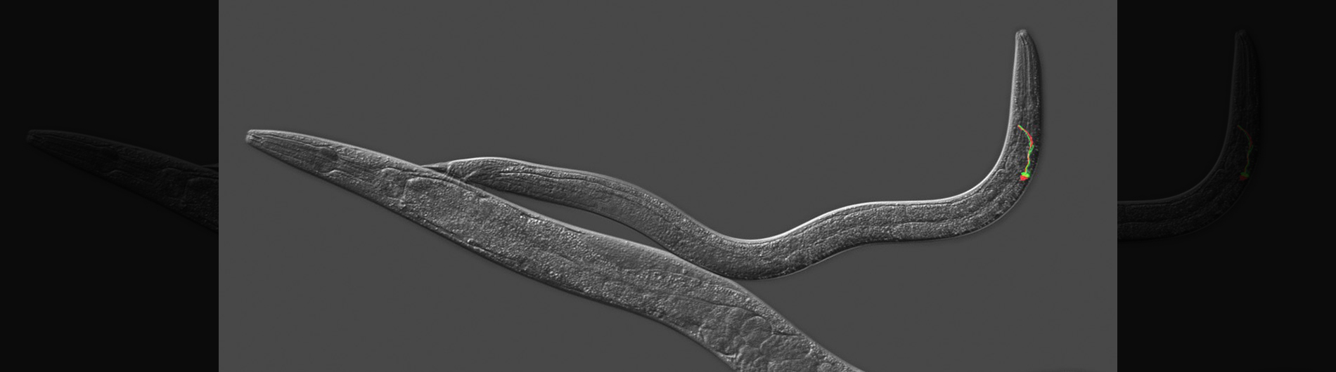 C. Elegans