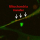 Mechanism of Mitochondrial Dysfunction By Inhaled Toxicants