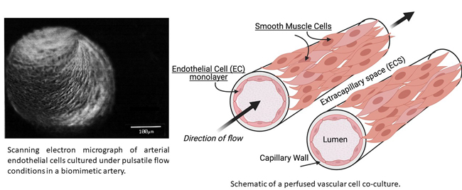 muscle cells