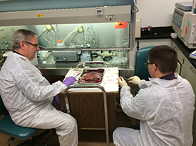 Clinical Investigations