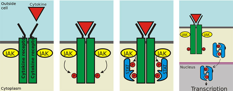 JAK-stat pathway