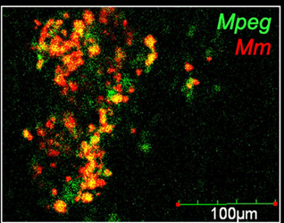 macrophages