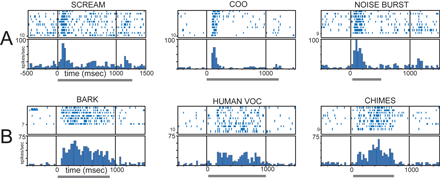 Responses to Auditory Stimuli