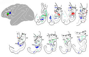 VLPFC cells from retrograde injections