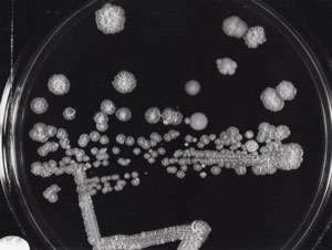 Candida albicans