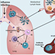 Illustration of T Cell Recruitment to the Lung