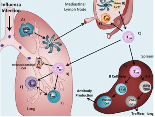 Illustration of influenza in lungs