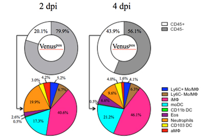 Pie charts to show reverse genetics and flu virus