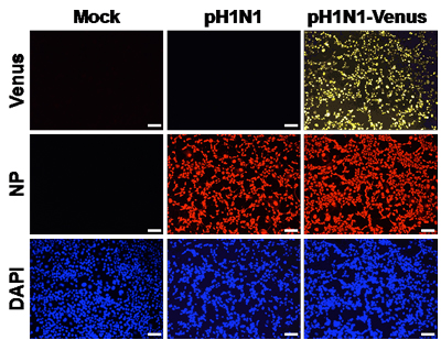 Histology images from reverse genetics to study flu virus