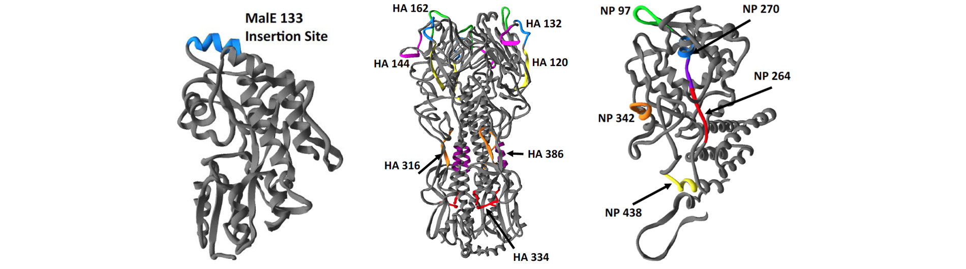 Illustration of T-cell structures